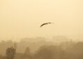 RTIwala Reveals Air Purifiers India Parliament Modi spent